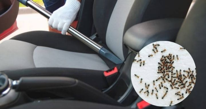 Get Rid of Ants in Your car - Fortador