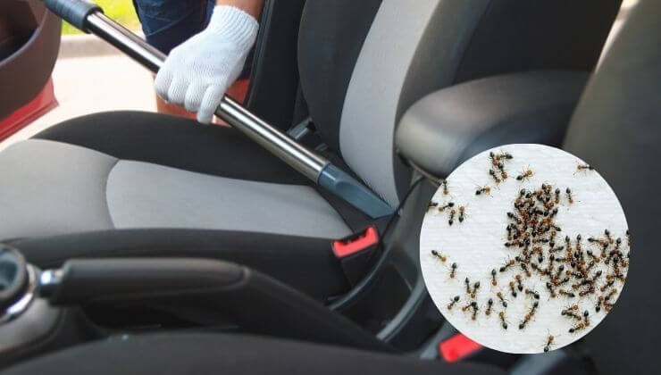 Get Rid of Ants in Your car - Fortador