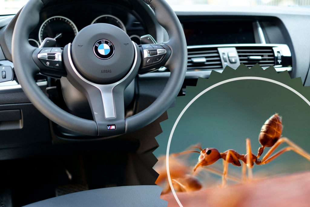 Get rid of ants in your car