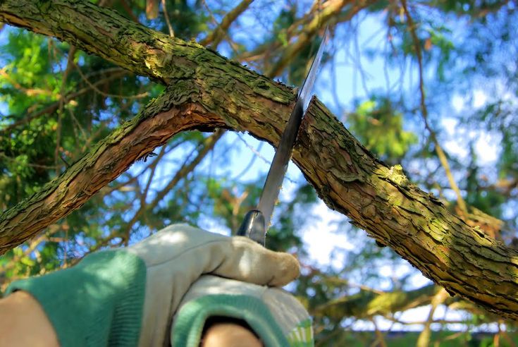 tree & shrub care regina
